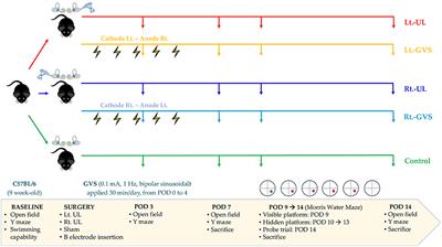 The Differential Effects of Acute Right- vs. Left-Sided Vestibular Deafferentation on Spatial Cognition in Unilateral Labyrinthectomized Mice